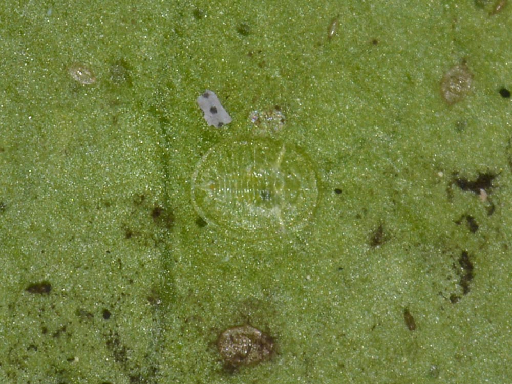 Aleyrodidae?